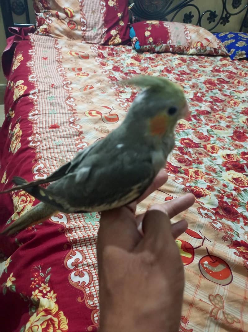 cocktail 1