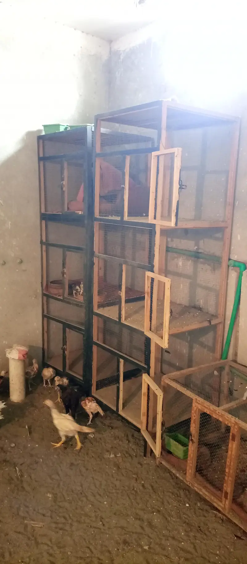 2 Panjra  for sale — photo 2