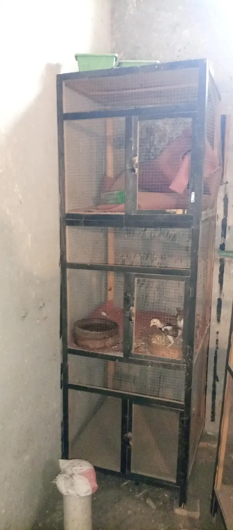 2 Panjra  for sale — photo 4