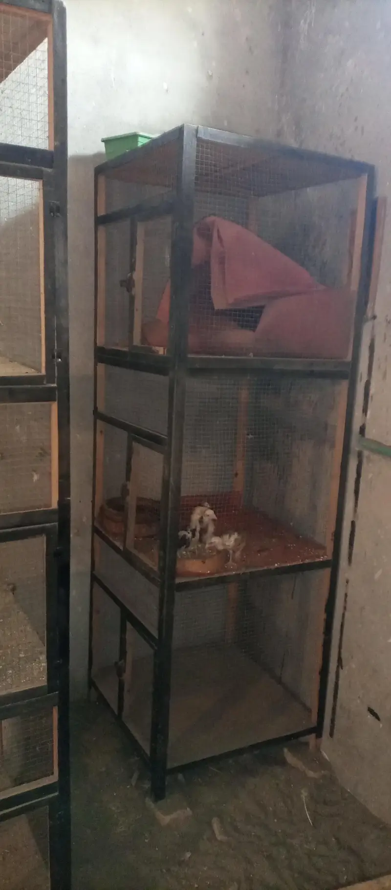 2 Panjra  for sale — photo 6