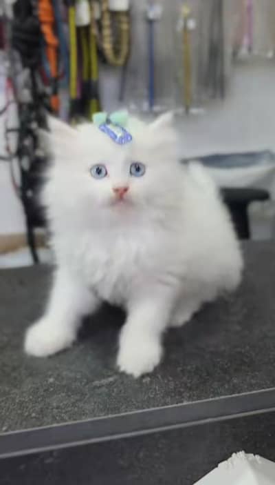 Cats | Persian | kittens |  Blue Eyes | O348O163O63 щatsap^⁠_⁠^