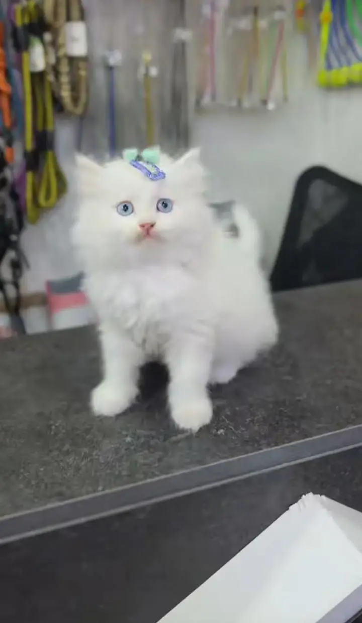 Cats | Persian | kittens |  Blue Eyes | O348O163O63 щatsap^⁠_⁠^ — photo 2