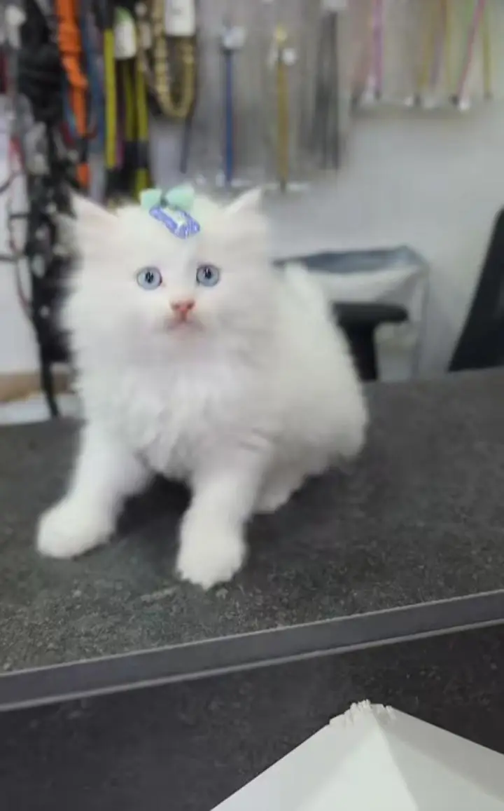 Cats | Persian | kittens |  Blue Eyes | O348O163O63 щatsap^⁠_⁠^ — photo 3