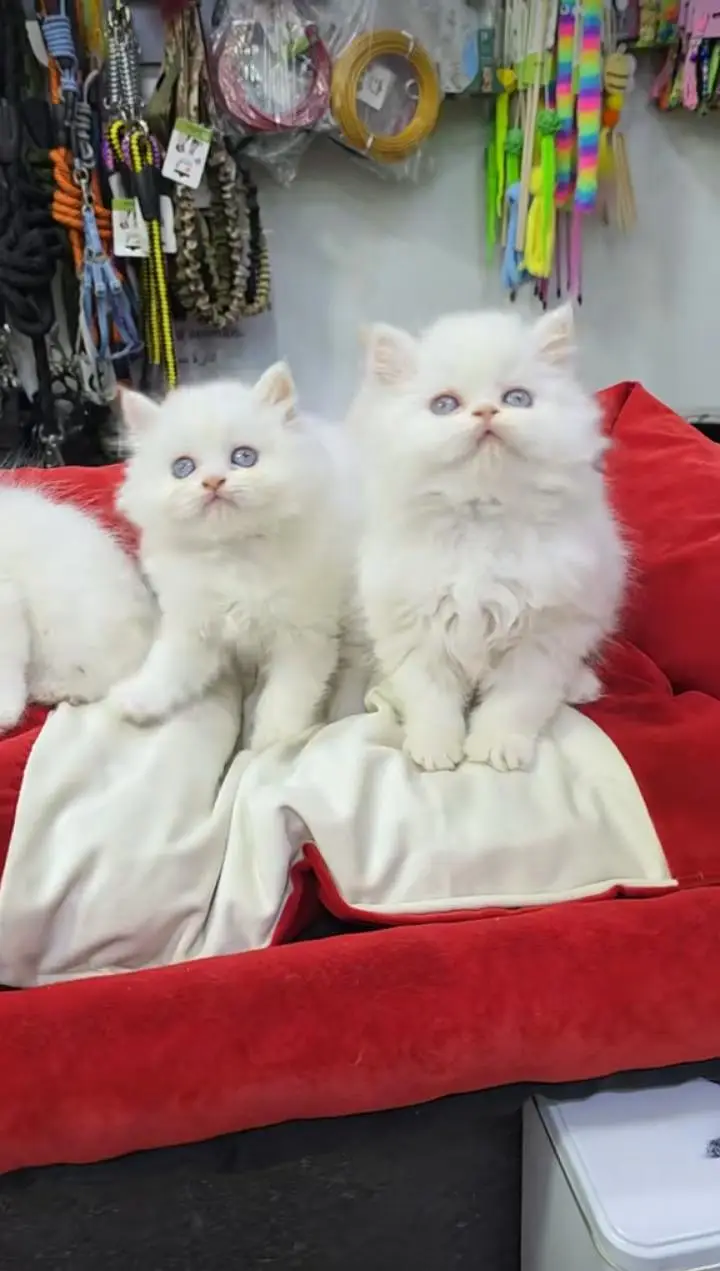 Cats | Persian | kittens |  Blue Eyes | O348O163O63 щatsap^⁠_⁠^ — photo 4