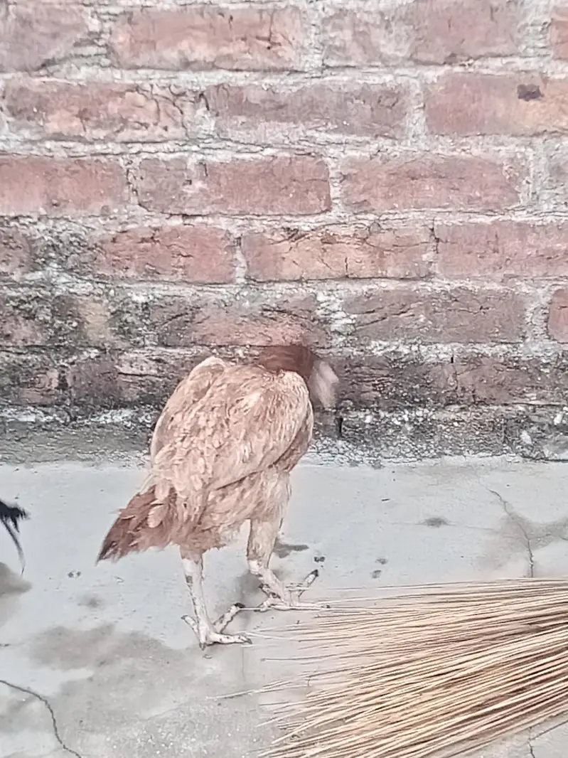 lasani+mianwali — photo 2