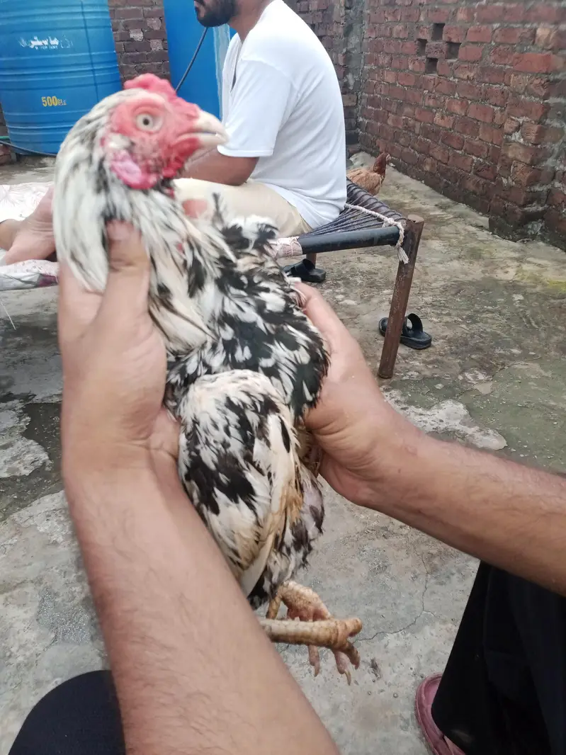 lasani+mianwali — photo 4
