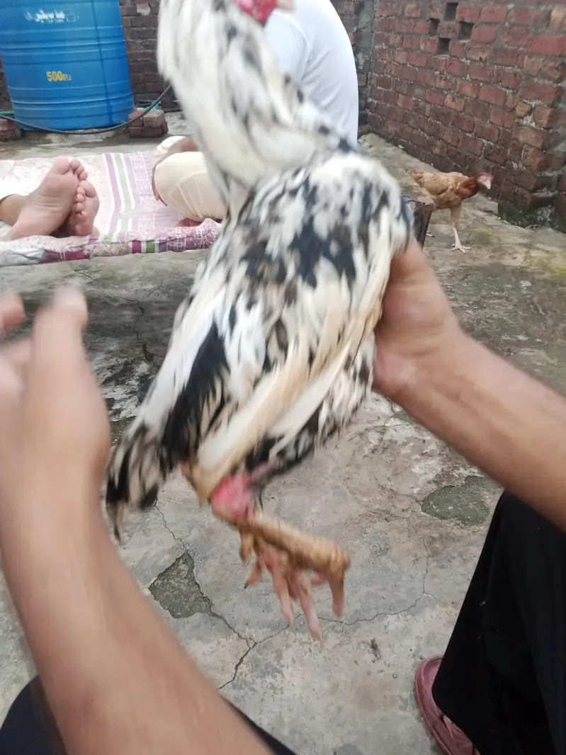 lasani+mianwali — photo 5