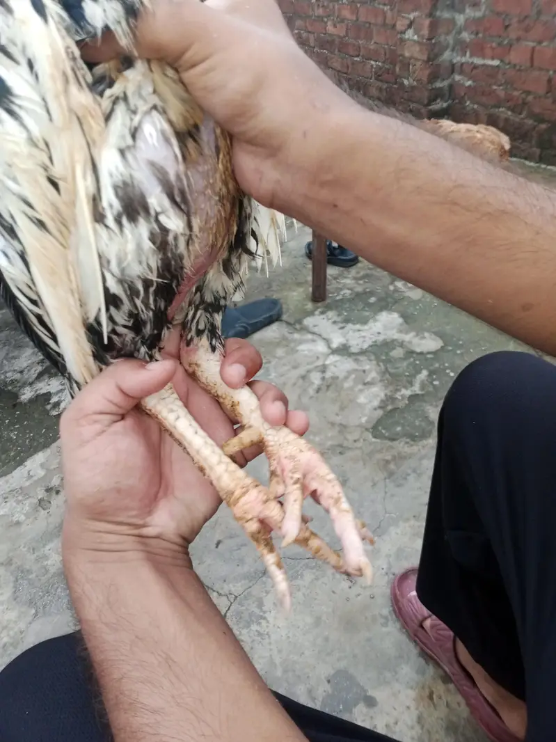 lasani+mianwali — photo 6
