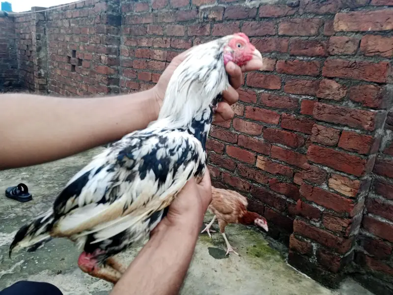 lasani+mianwali — photo 8