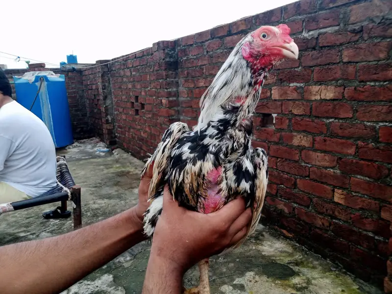 lasani+mianwali — photo 10