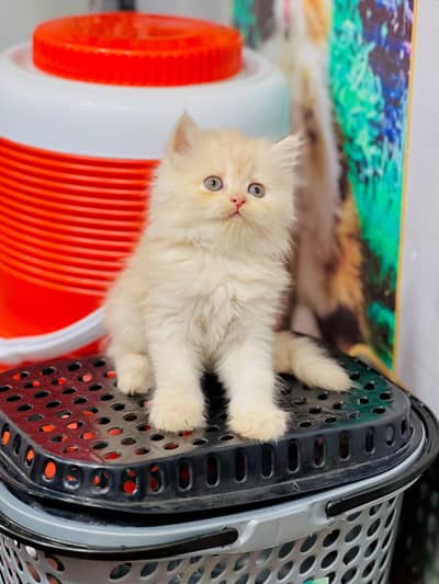 cash on delivery available Persian punch face cat kitten
