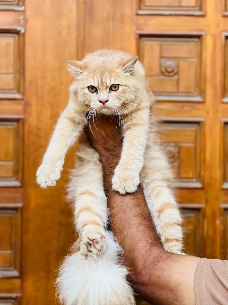 cash on delivery available Persian punch face cat kitten — photo 2