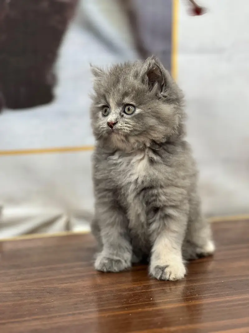 cash on delivery available Persian punch face cat kitten — photo 3