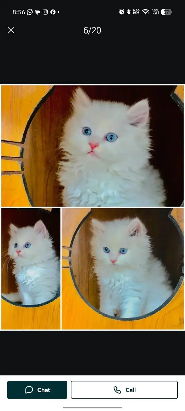cash on delivery available Persian punch face cat kitten — photo 5