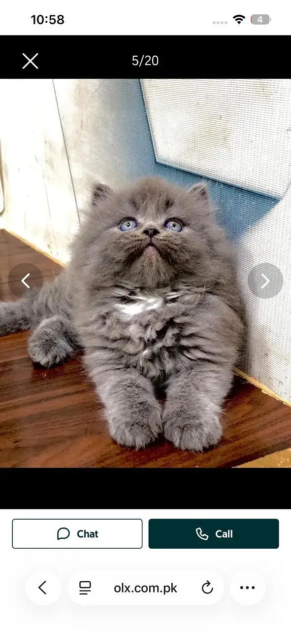 cash on delivery available Persian punch face cat kitten — photo 6
