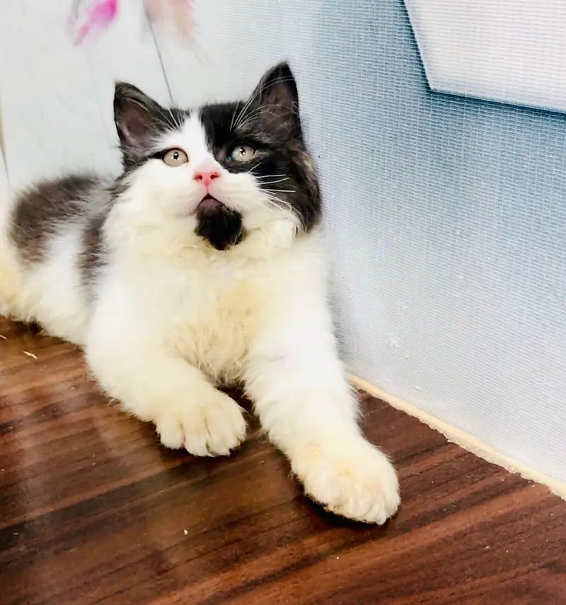 cash on delivery available Persian punch face cat kitten — photo 9