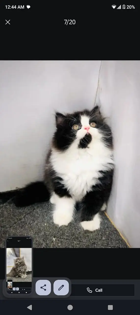 cash on delivery available Persian punch face cat kitten — photo 10