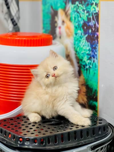 cash on delivery available Persian punch face cat kitten