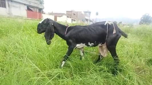 Punjabi Bakri for sale