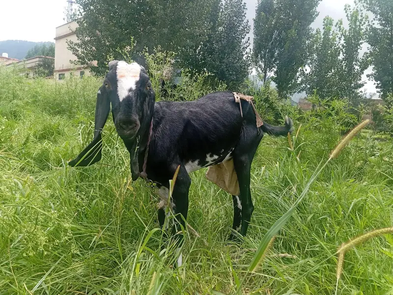 Punjabi Bakri for sale — photo 3