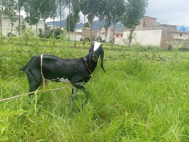 Punjabi Bakri for sale — photo 4
