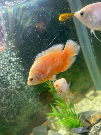 aquarium and fishes for sale