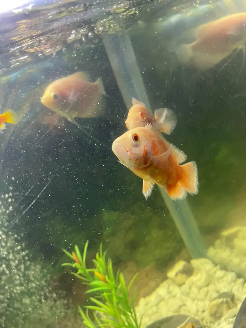 aquarium and fishes for sale — photo 2