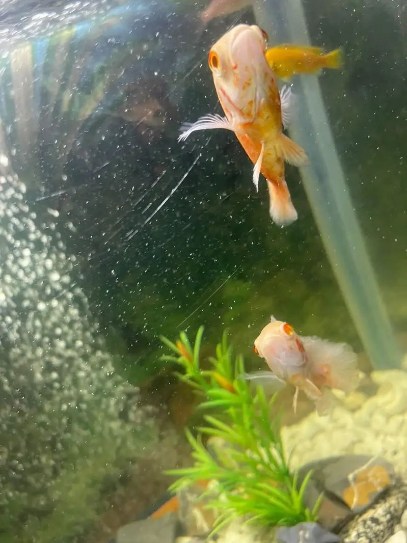 aquarium and fishes for sale — photo 3
