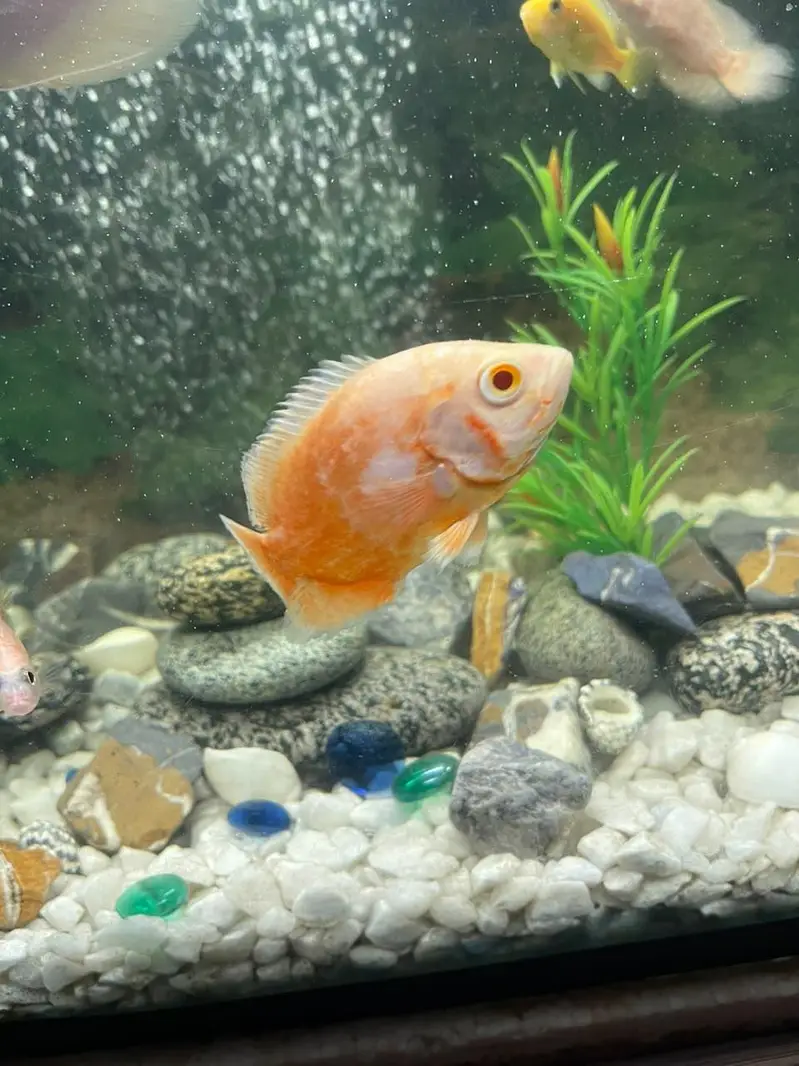 aquarium and fishes for sale — photo 4