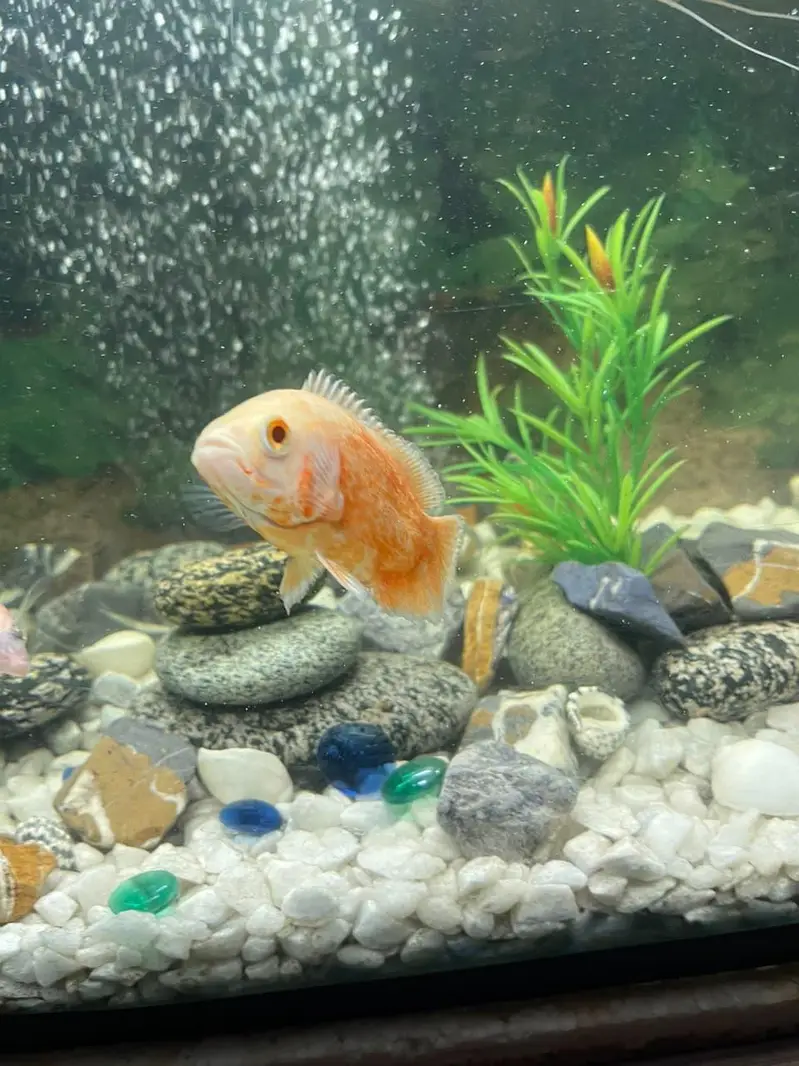 aquarium and fishes for sale — photo 5