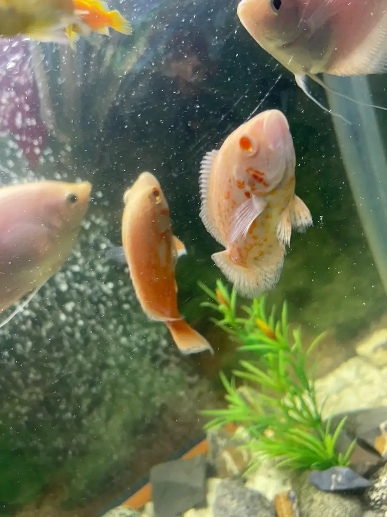 aquarium and fishes for sale — photo 6