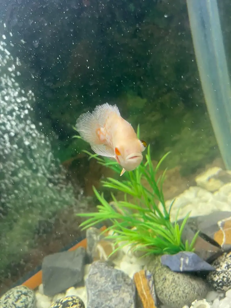 aquarium and fishes for sale — photo 7