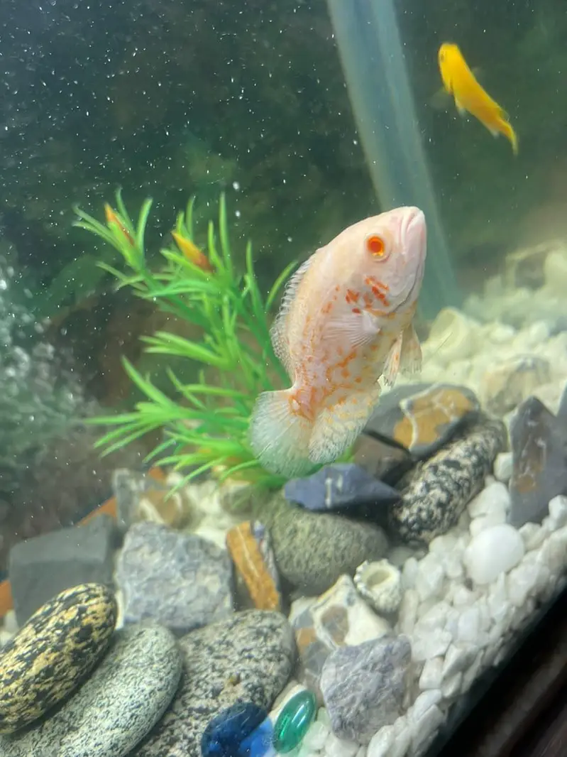 aquarium and fishes for sale — photo 8