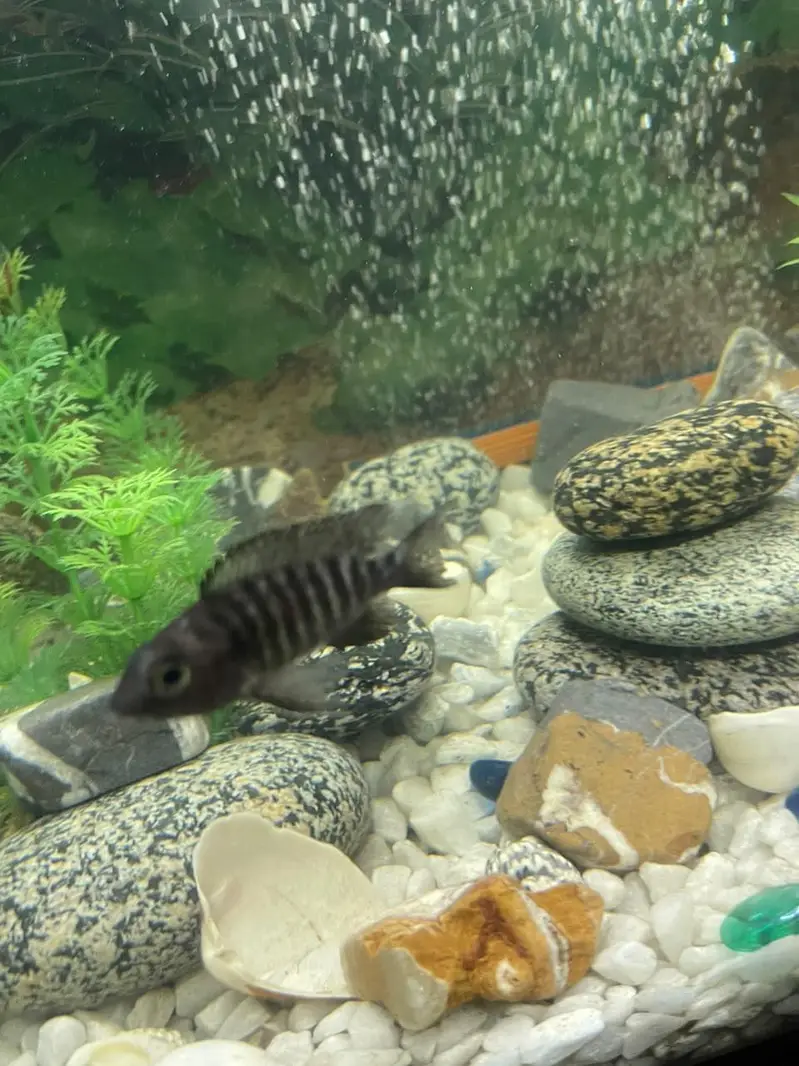 aquarium and fishes for sale — photo 9