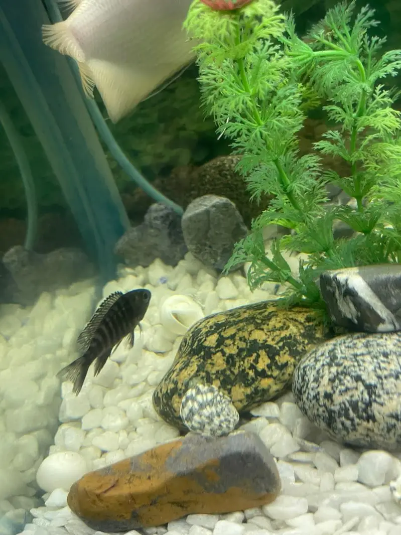 aquarium and fishes for sale — photo 10
