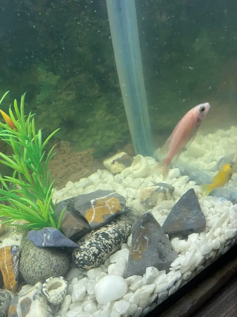 aquarium and fishes for sale — photo 11