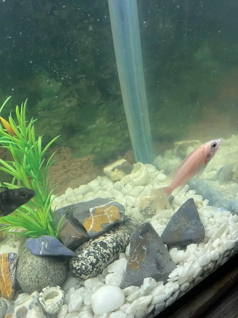 aquarium and fishes for sale — photo 12