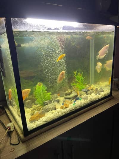 aquarium for sale