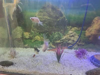 Fish Aquarium