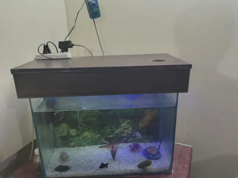 Fish Aquarium — photo 2