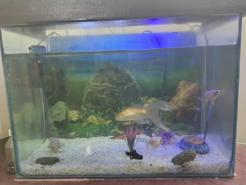 Fish Aquarium — photo 3