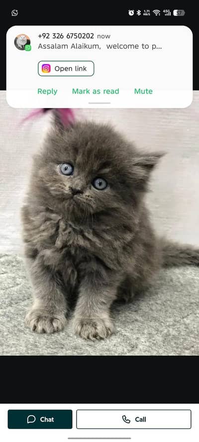 cash on delivery available Persian punch face cat kitten