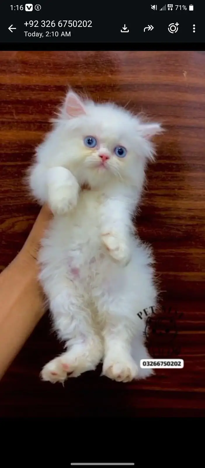 cash on delivery available Persian punch face cat kitten — photo 2