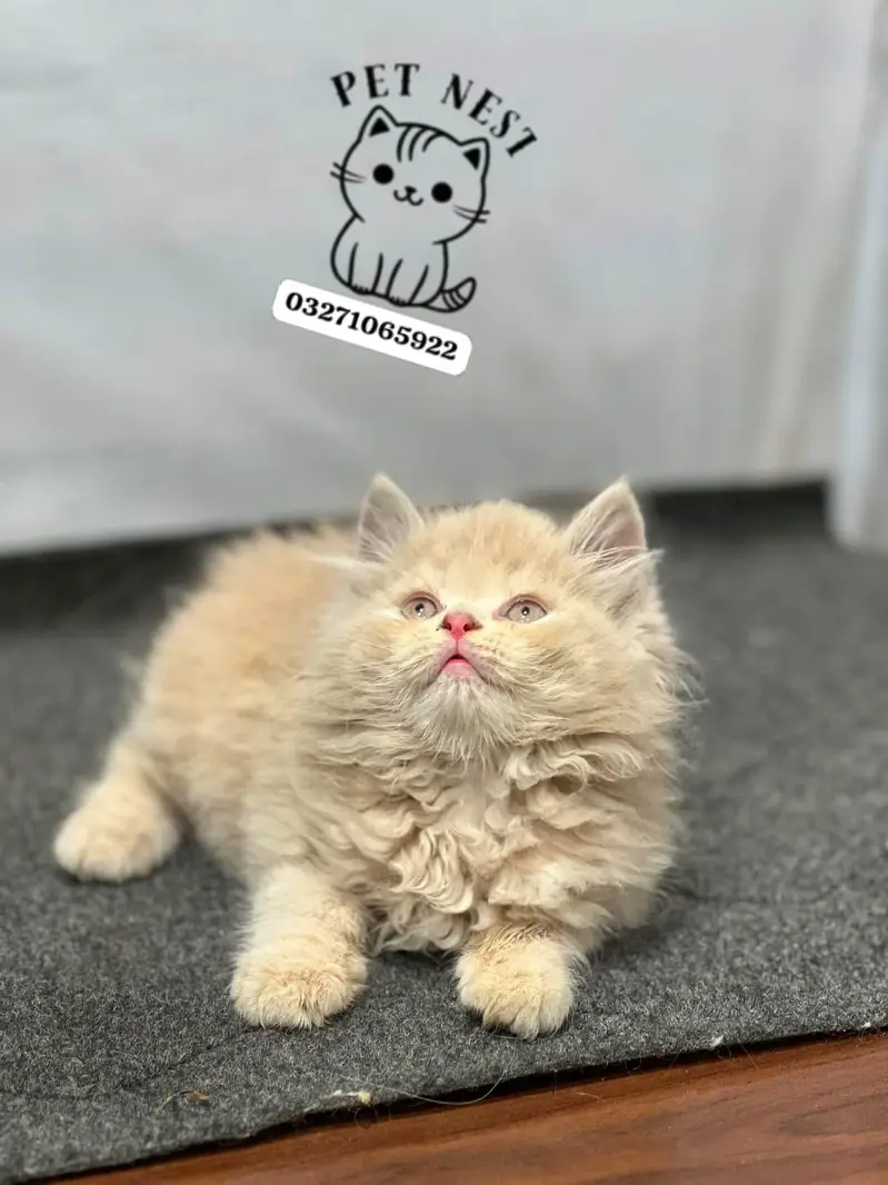 cash on delivery available Persian punch face cat kitten — photo 8