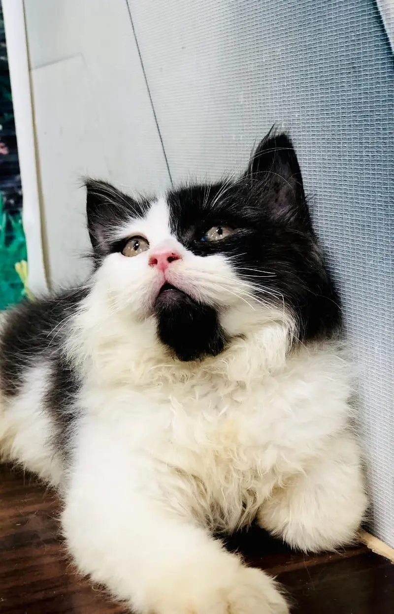 cash on delivery available Persian punch face cat kitten — photo 10