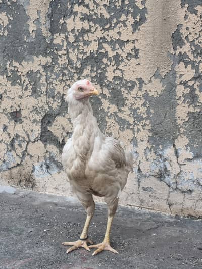 paper white hera aseel female