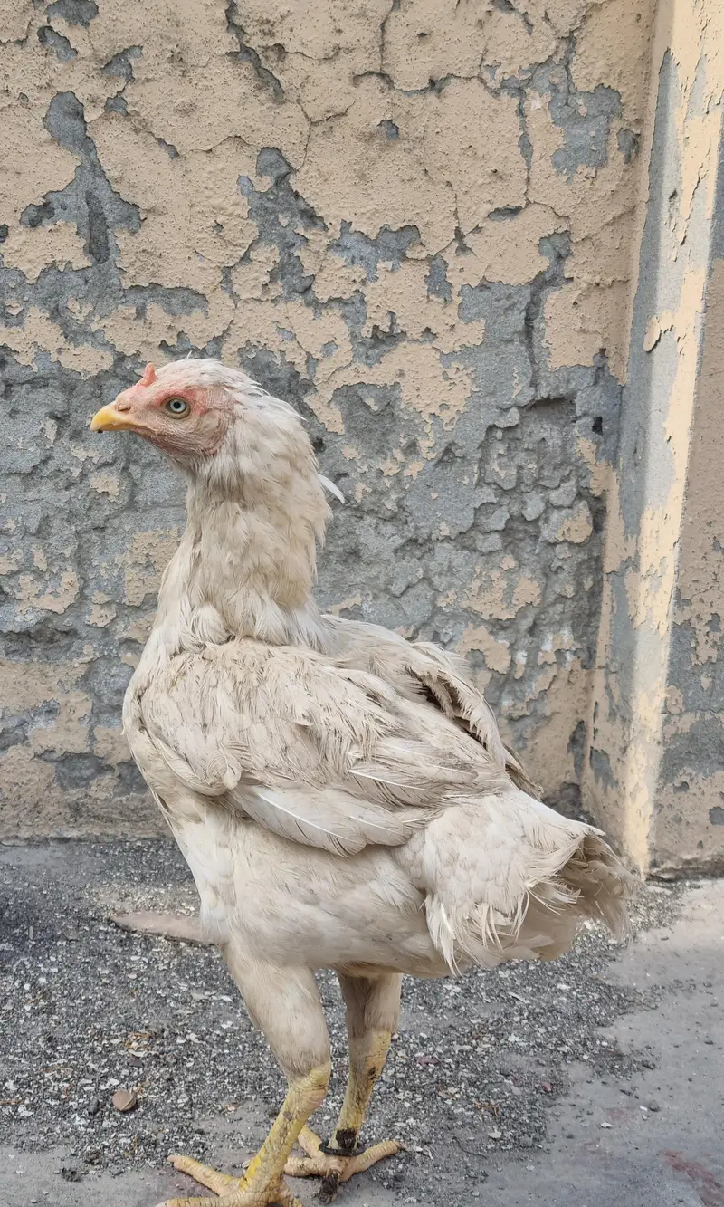 paper white hera aseel female — photo 2