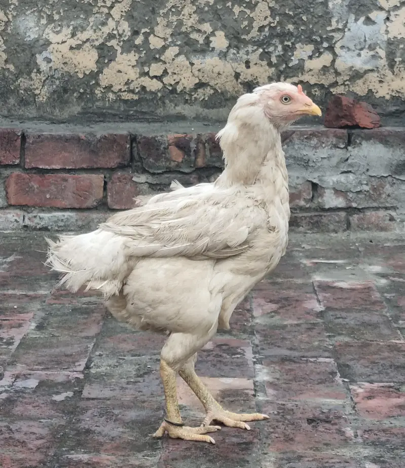 paper white hera aseel female — photo 3