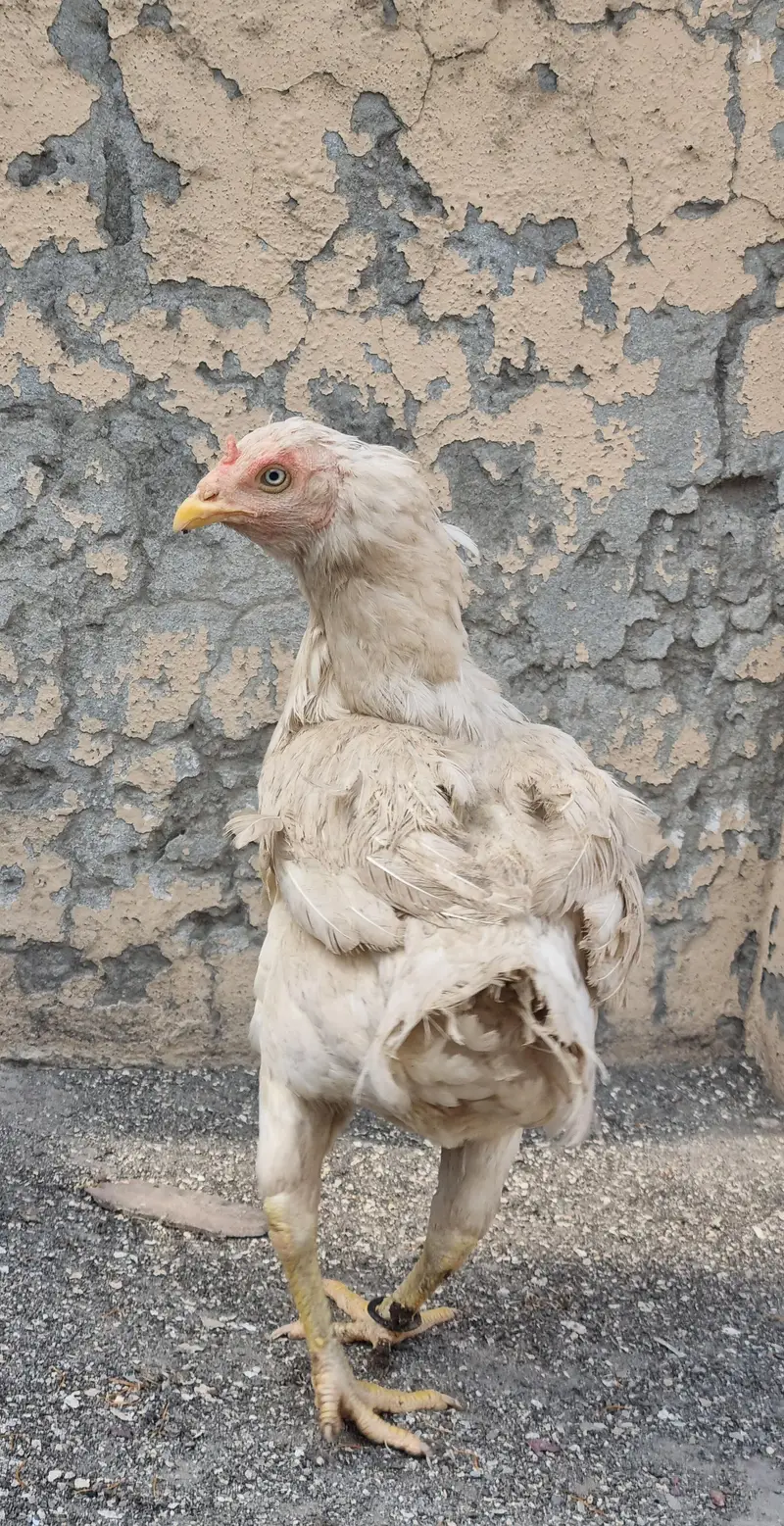 paper white hera aseel female — photo 4