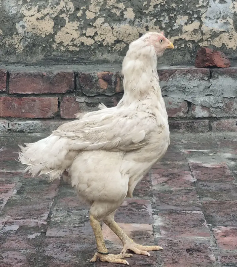paper white hera aseel female — photo 5